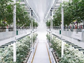 Pantallas LED 320w cultivo indoor