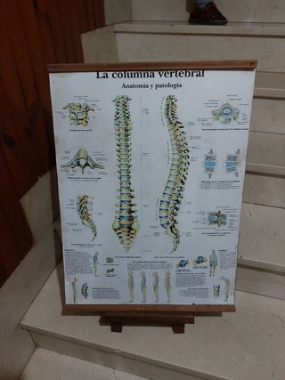 Lámina cuadro anatomía 