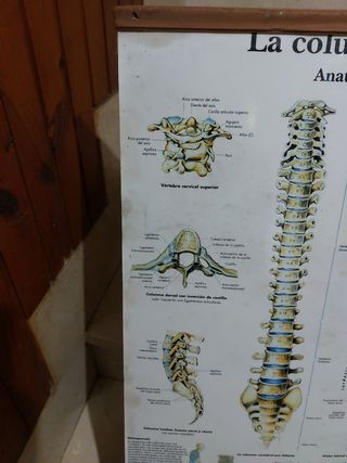 Lámina cuadro anatomía 