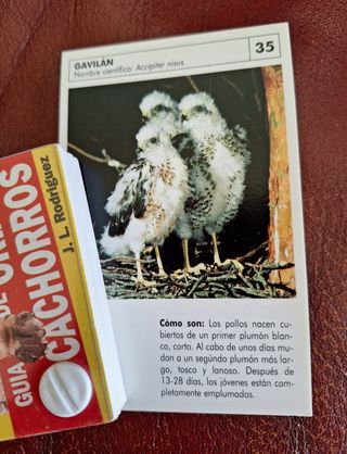 Guía de crías y cachorros