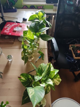 Planta