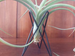 Suporte para Tilandsias