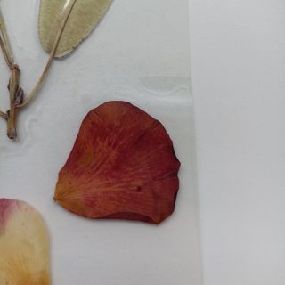 Pagine segnate in fogli naturali fatte a mano