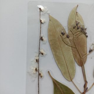 Pagine segnate in fogli naturali fatte a mano