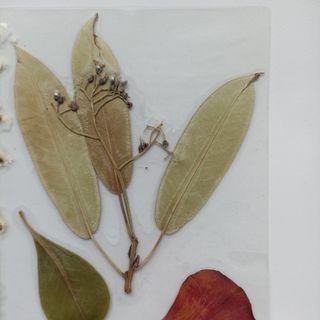 Pagine segnate in fogli naturali fatte a mano