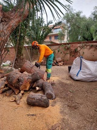Tala y poda de árboles 626 925286.