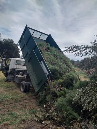 Tala y poda de árboles 626 925286.