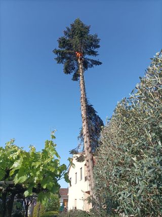 Tala y poda de árboles 626 925286.