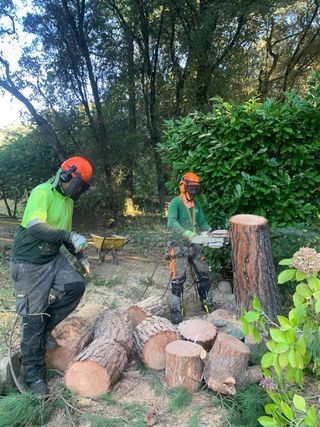 Tala y poda de árboles 626 925286.