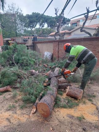 Tala y poda de árboles 626 925286.