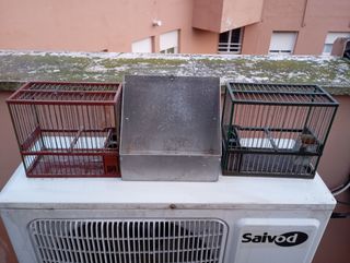 Jaulas para jilgueros