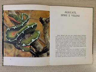 Libro vintage GIUNGLA - Mondadori ed. 1964