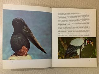 Libro vintage GIUNGLA - Mondadori ed. 1964