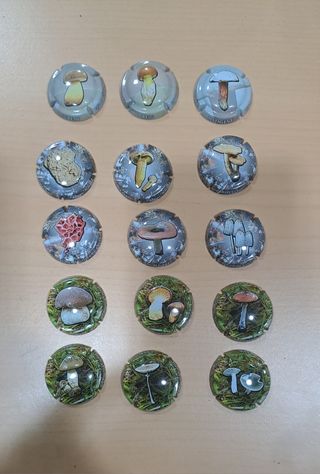 15 piatti a base di funghi