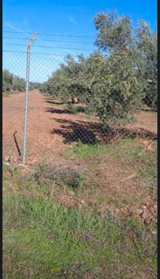 VENTA DE OLIVAR REGADIO EN ARGAMASILLA DE CALATRAV