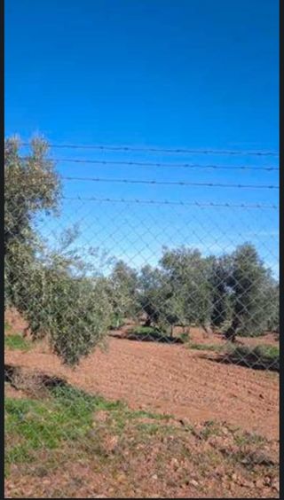 VENTA DE OLIVAR REGADIO EN ARGAMASILLA DE CALATRAV