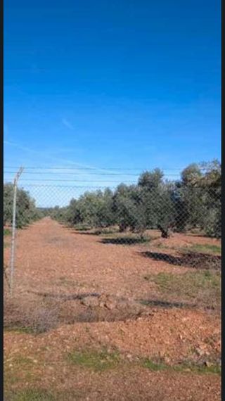 VENTA DE OLIVAR REGADIO EN ARGAMASILLA DE CALATRAV