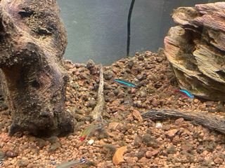Acuario , pecera