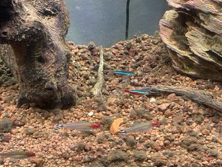 Acuario , pecera
