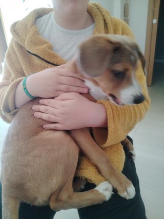 Paseador de perros