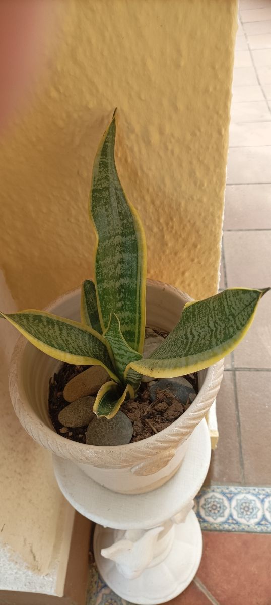 Sansevieria masonata 