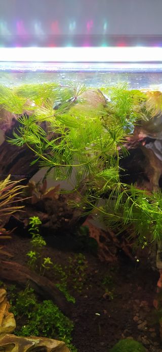 Cola de zorro para acuario y estanque