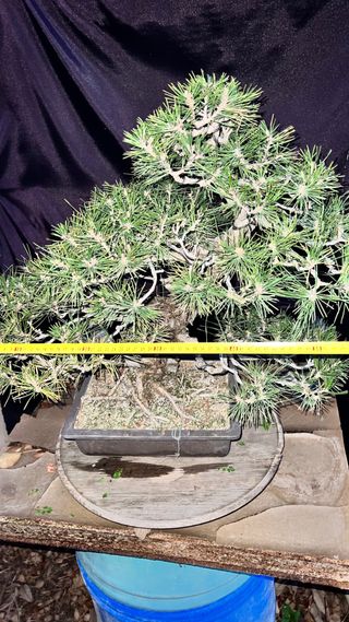 BONSAI PINO NEGRO JAPONES KUROMATSU IMPORT 2024