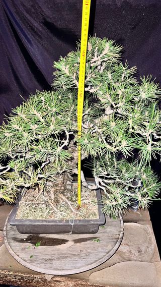 BONSAI PINO NEGRO JAPONES KUROMATSU IMPORT 2024
