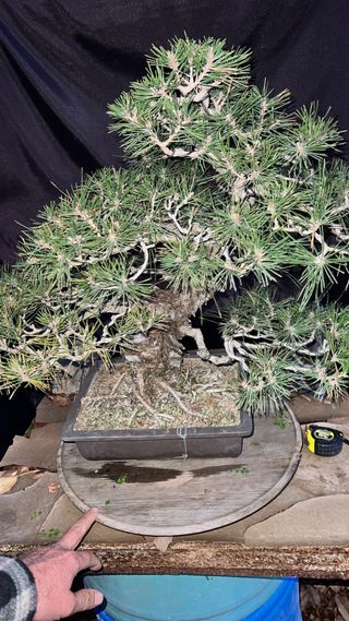 BONSAI PINO NEGRO JAPONES KUROMATSU IMPORT 2024