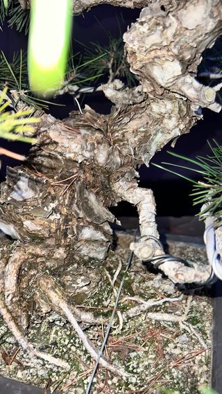 BONSAI PINO NEGRO JAPONES KUROMATSU IMPORT 2024