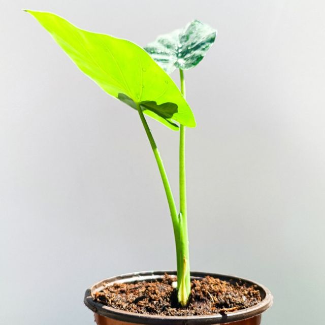 *OFERTA* Alocasia BORNEO KING Giant - Hoja GIGANT