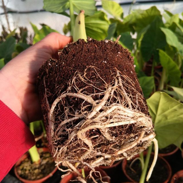 *OFERTA* Alocasia BORNEO KING Giant - Hoja GIGANT