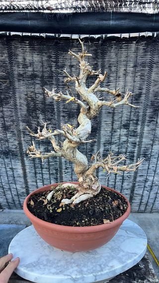 PRE  BONSAI GRANADO NEJIKAN DE CALIDAD