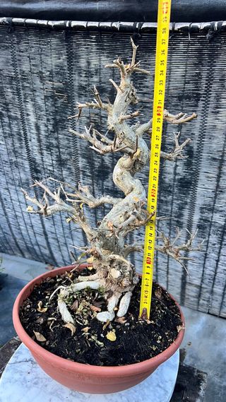 PRE  BONSAI GRANADO NEJIKAN DE CALIDAD