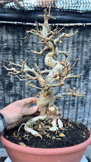 PRE  BONSAI GRANADO NEJIKAN DE CALIDAD