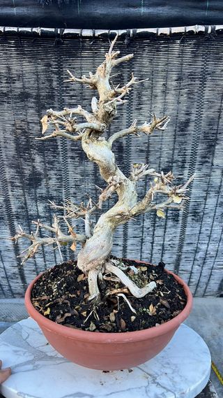 PRE  BONSAI GRANADO NEJIKAN DE CALIDAD