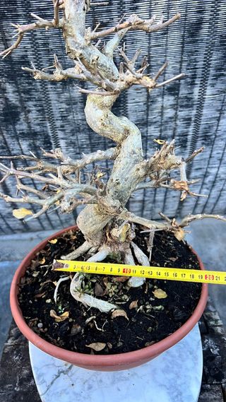 PRE  BONSAI GRANADO NEJIKAN DE CALIDAD
