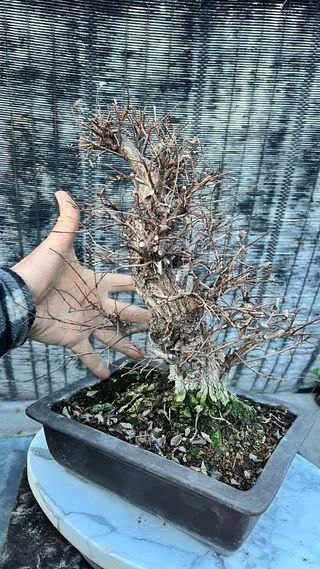 BONSAI NIRE KEYAKI / OLMO JAPONES CORTEZA TOP