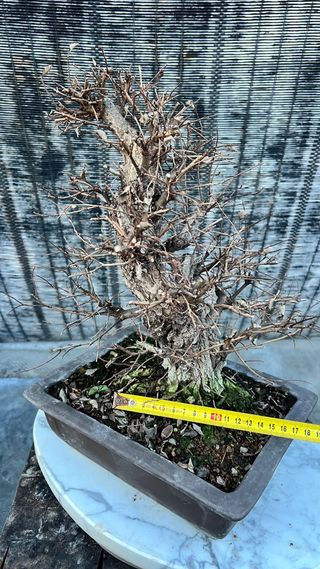 BONSAI NIRE KEYAKI / OLMO JAPONES CORTEZA TOP
