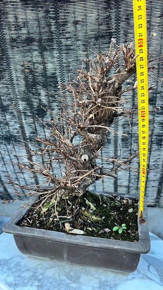 BONSAI NIRE KEYAKI / OLMO JAPONES CORTEZA TOP