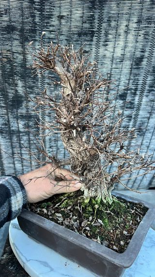 BONSAI NIRE KEYAKI / OLMO JAPONES CORTEZA TOP