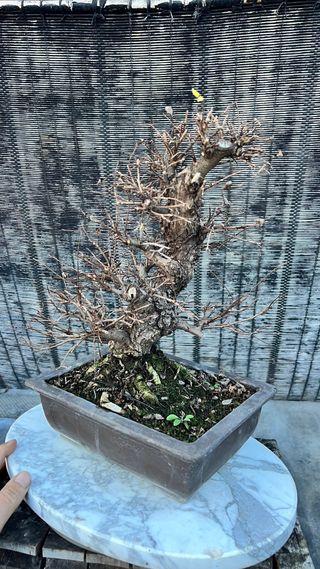 BONSAI NIRE KEYAKI / OLMO JAPONES CORTEZA TOP