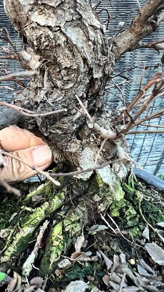 BONSAI NIRE KEYAKI / OLMO JAPONES CORTEZA TOP