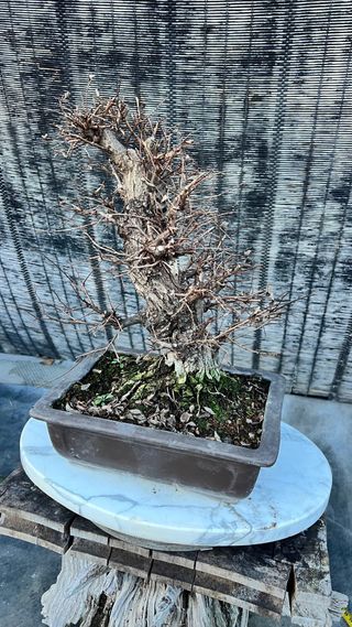 BONSAI NIRE KEYAKI / OLMO JAPONES CORTEZA TOP