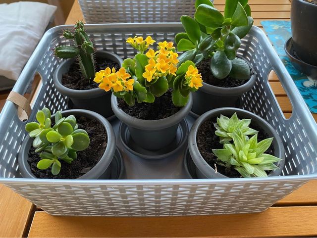 Plantas suculentas decoracion jardineria macetas