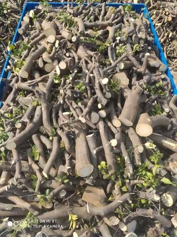 Corto Campos de Frutales 