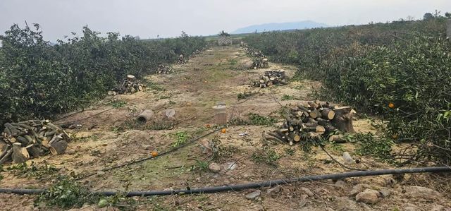 Corto Campos de Frutales 