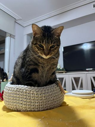Camas gatos, perros,  mascotas