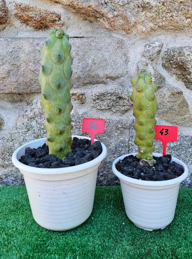 Cactus myrtillocactus geometrizans cv. fuku 20cms