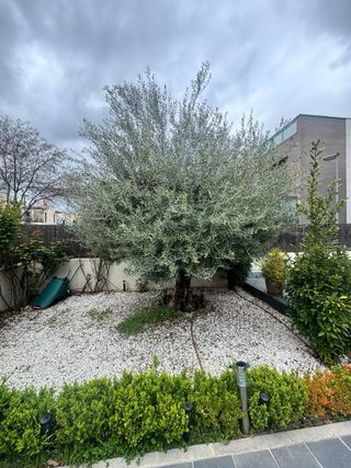 Jardinero madrid.Empresa de jardineria. Vita Verde